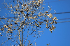 Haemorhous purpureus californicus