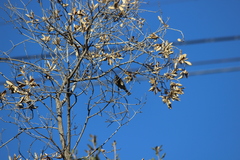 Haemorhous purpureus californicus