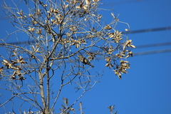 Haemorhous purpureus californicus