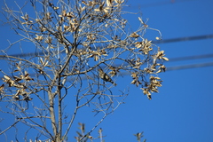 Haemorhous purpureus californicus