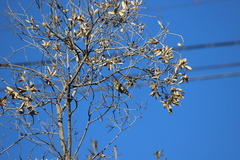 Haemorhous purpureus californicus