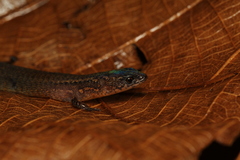 Ecpleopus gaudichaudii