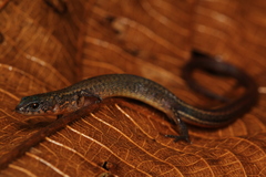 Ecpleopus gaudichaudii