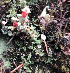 Cladonia borealis
