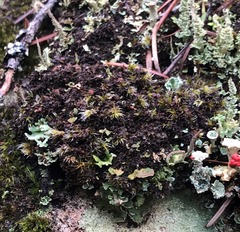 Fuscopannaria praetermissa