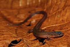 Ecpleopus gaudichaudii