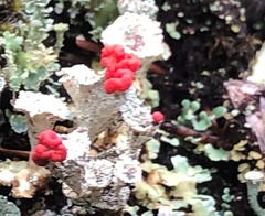 Cladonia borealis