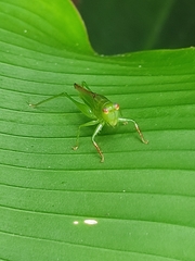 Cephalophlugis cephalotes