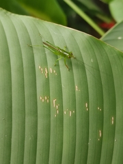 Cephalophlugis cephalotes