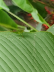 Cephalophlugis cephalotes