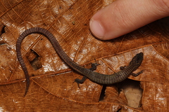 Ecpleopus gaudichaudii