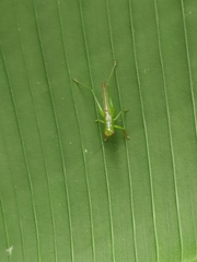 Cephalophlugis cephalotes