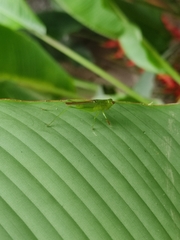 Cephalophlugis cephalotes