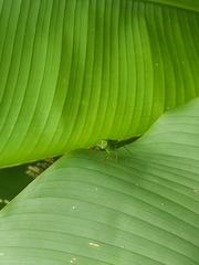 Cephalophlugis cephalotes
