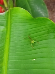 Cephalophlugis cephalotes