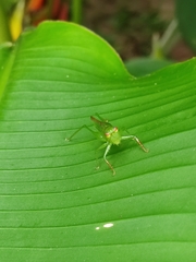 Cephalophlugis cephalotes