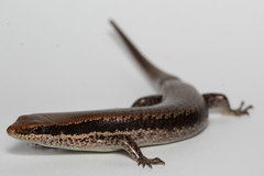 Notomabuya frenata
