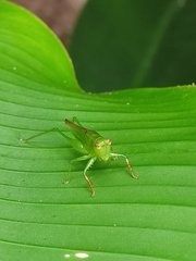 Cephalophlugis cephalotes