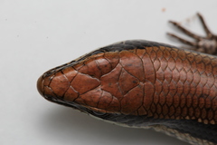 Notomabuya frenata