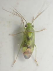 Dichrooscytus longirostris