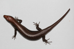 Notomabuya frenata