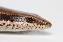 Notomabuya frenata