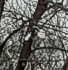 Poecile atricapillus