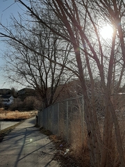 Poecile atricapillus