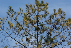 Pinus greggii