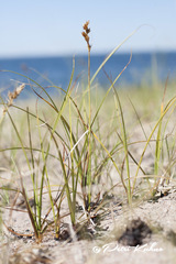 Carex arenaria