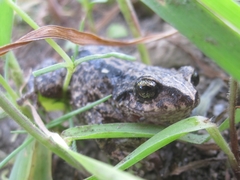 Pristimantis unistrigatus