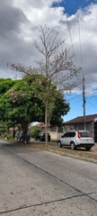 Tabebuia rosea