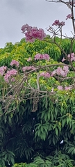 Tabebuia rosea