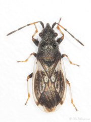 Macroplax preyssleri