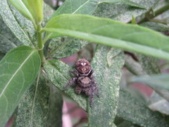 Phidippus carolinensis