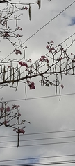 Tabebuia rosea