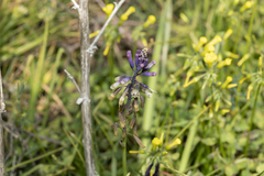 Bellevalia trifoliata