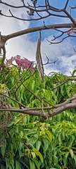 Tabebuia rosea