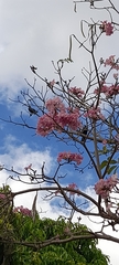Tabebuia rosea