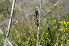 Bellevalia trifoliata