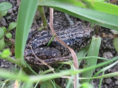 Pristimantis unistrigatus