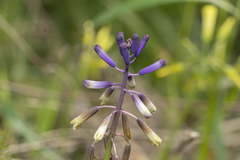 Bellevalia trifoliata