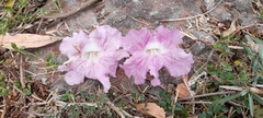 Tabebuia rosea