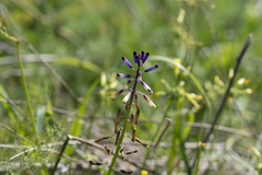 Bellevalia trifoliata