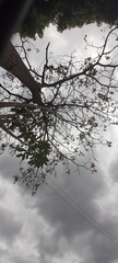 Tabebuia rosea