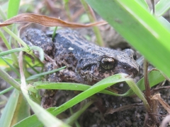 Pristimantis unistrigatus