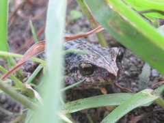 Pristimantis unistrigatus