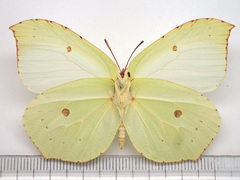 Gonepteryx maxima