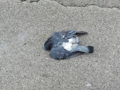 Columba livia domestica