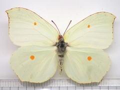 Gonepteryx maxima
